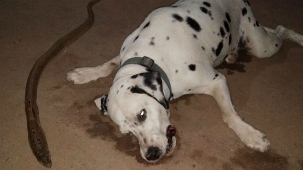 యజమానిని రక్షించి