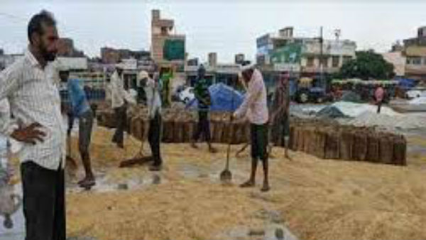  కరీం నగర్ లో కొనుగోలు కేంద్రం వద్ద వర్షానికి తడిసిన ధాన్యం 
