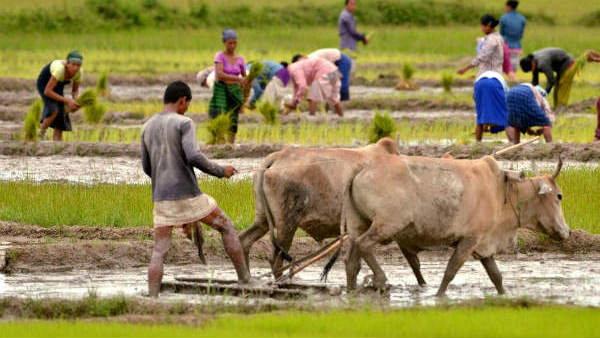 వర్షంతో తడిసిప పంట..