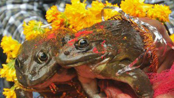 బీహార్ లో వింత సంఘటన.. ఆకలి తీర్చుకోవడానికి చిన్న పిల్లల వెతలు.. 