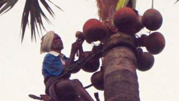 కల్తీ కల్లుతయారీ ఇలా కల్తీ కల్లుతయారీ ఇలా