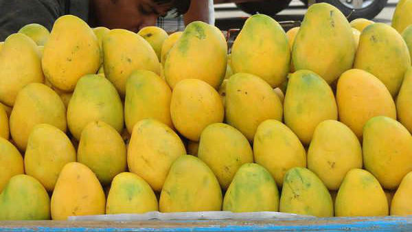 ఇతర రాష్ట్రాలకు నూజివీడు మామిడి ఎగుమతులు ఇతర రాష్ట్రాలకు నూజివీడు మామిడి ఎగుమతులు