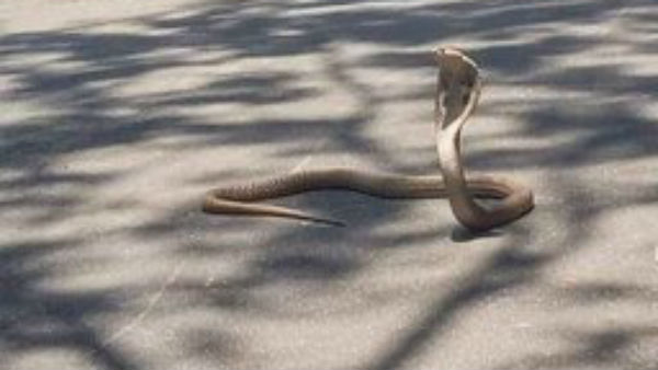 పాముల దెబ్బకు హడలిపోతున్న తిరుమలలోని స్థానికులు 