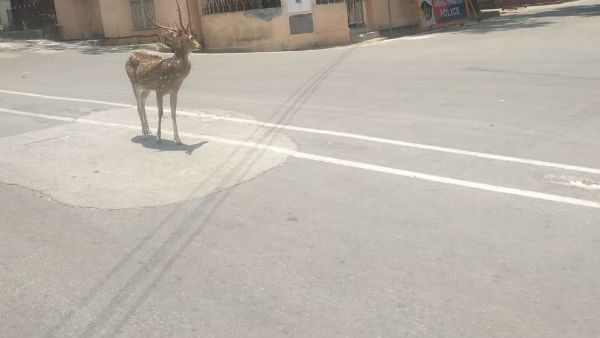 తిరుమలలో సర్ప సంచారం అరిష్టం .. విపత్తు సంభవిస్తుందని చర్చ 