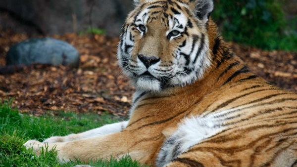 మూడు వారాల కిందటే జూ మూసివేసినా..