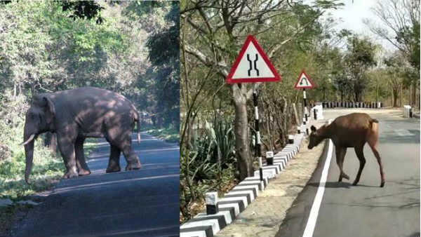 తిరుమల ఘాట్ రోడ్ల మీద స్వేచ్చగా తిరుగుతున్న వన్యమృగాలు 