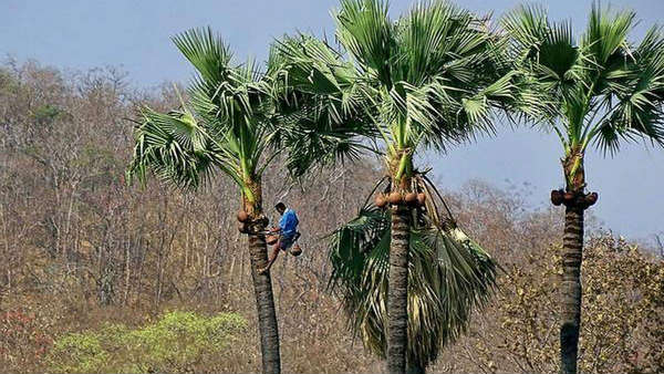 కఠినంగా అమలవుతున్న లాక్ డౌన్ ఆంక్షలు.. మద్యం అందుబాటు లేక పిచ్చెక్కిపోతున్న మందుబాబులు.. 