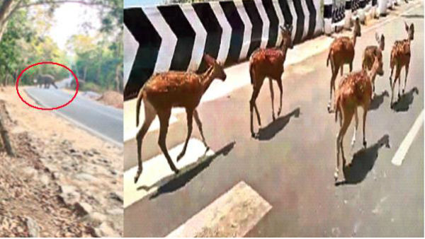 వన్య మృగాల సంచారంతో తిరుమలలో పకడ్బందీ ఆంక్షలు 