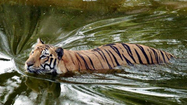 అలర్ట్.. అలర్ట్...