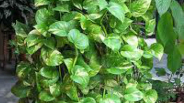  దోషాలు తొలగిపోతాయి..