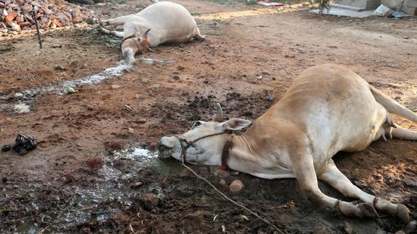 బ్యాక్టీరియా భయం.. 