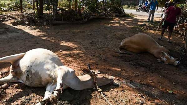 మనుషులపై ఇలా.. మరి జంతువులు?