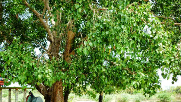 రావిచెట్టు చుట్టూ ప్రదక్షిణలు చేస్తే సంతానం..