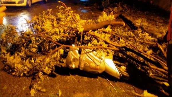 Woman crushed to death after tree falls on scooter.. Woman crushed to death after tree falls on scooter..