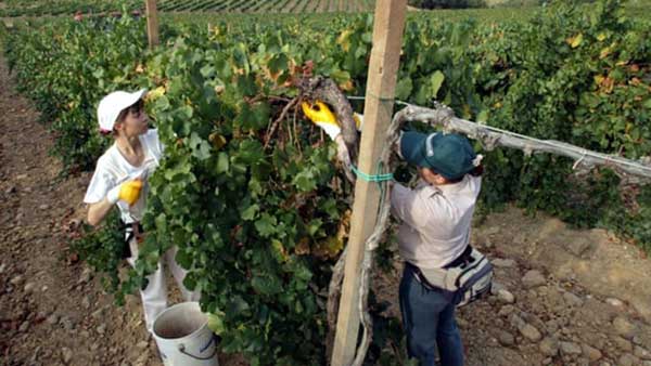 వ్యవసాయ రంగంలో తొలి ప్రాధాన్యత ఇటలీవాసులకే వ్యవసాయ రంగంలో తొలి ప్రాధాన్యత ఇటలీవాసులకే