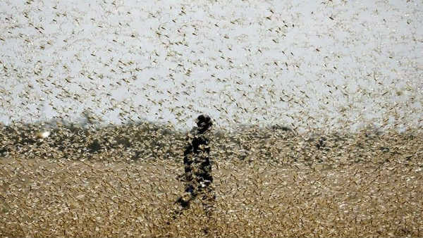 రాజస్తాన్‌లో 5లక్షల హెక్టార్ల పంట నాశనం..