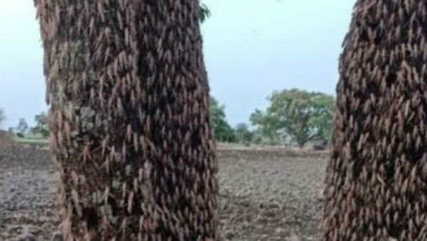 యుద్దప్రాతిపదికన మిడతలపై దాడులు..