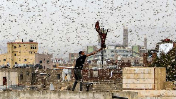  కరోనా తర్వాత మిడతలతో ముప్పు తప్పదా..? తెలుగు రాష్ట్రాల వైపు దూసుకొస్తున్న మిడతల దండు.. 