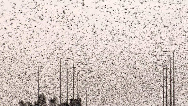  మిడతల దండు ప్రమాదకరమే.. మానవాళికి తిండిగింజలు లేకుండా చేయగలుగుతాయి.. 