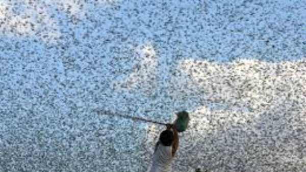  మహరాష్ట్ర సరిహద్దులను దాటిన మిడతలు.. తెలుగు రాష్ట్రాల పరిస్థితేంటి..?