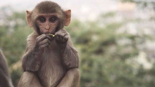 ఈ ఫోటో ఇప్పుడు ఉపయోగపడింది 