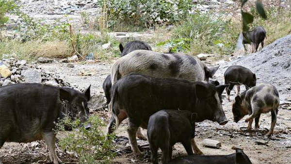 అరుణాచల్‌లో పోర్క్ బిజినెస్ ఉద్యోగి మృతి