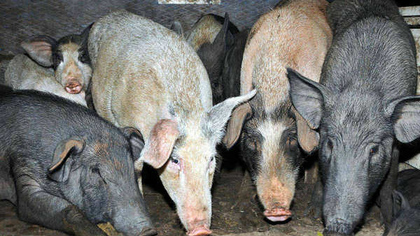 కరోనాకు సంబంధం లేదు..