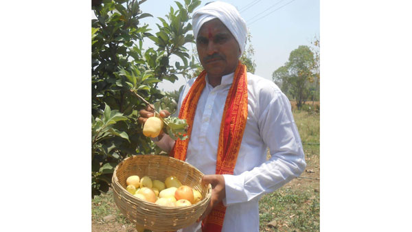 నోరూరించే యాపిల్ పంట సిద్ధం .. ప్రయోగం సఫలం