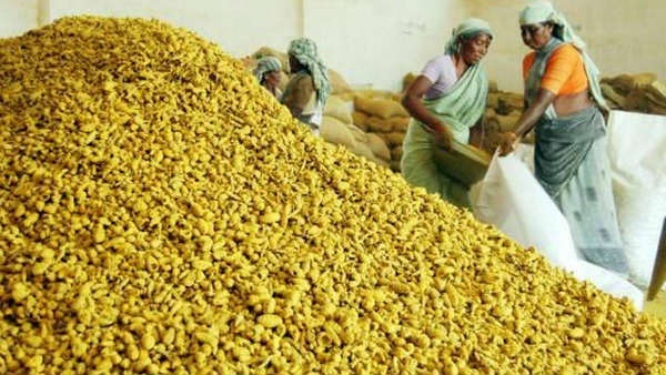 యాంటిసెప్టిక్‌గా పనిచేసే పసుపు