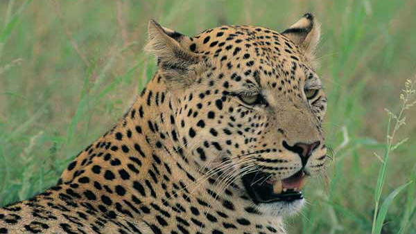  ఒక్కడే కొడుకు