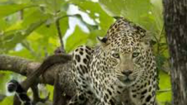 ఇంట్లో దూరి బాలుడికి ఎత్తెకెళ్లిన చిరుత