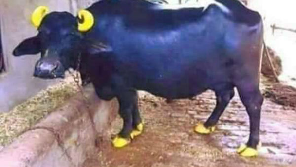 టీడీపీకి రివర్స్ కౌంటర్ ఇస్తున్న వైసీపీ నేతలు టీడీపీకి రివర్స్ కౌంటర్ ఇస్తున్న వైసీపీ నేతలు