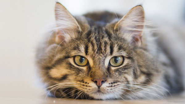 బ్యాంకు ఖాతాలు ఖాళీ