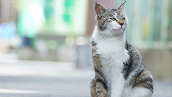 నాకు భర్త వద్దు, పిల్లులే ముద్దు