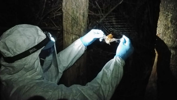  గబ్బిలాల నుంచి కొత్తగా వ్యాధులు