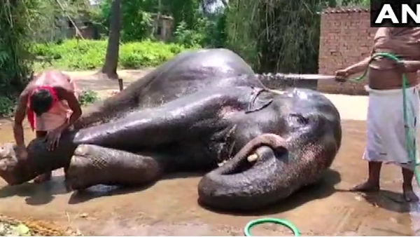  ఏనుగులు మరణిస్తే...