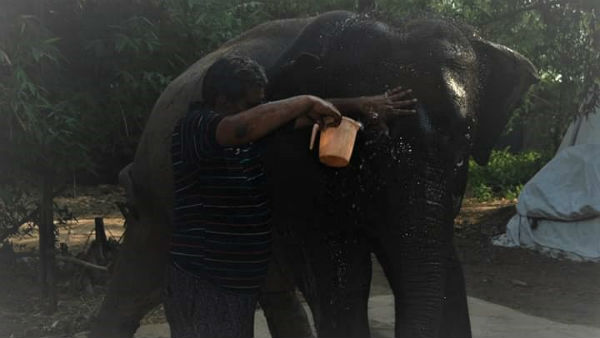  ఏనుగుల పేరిట కొన్ని ఎకరాల భూమి బదిలీ..