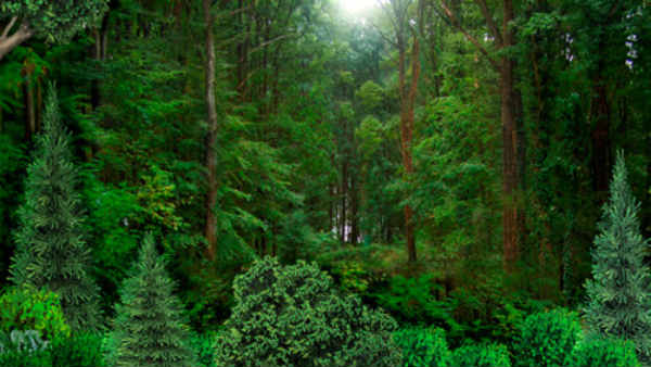  అడవిలో నీరసించి పడిపోయిన చిన్నారి