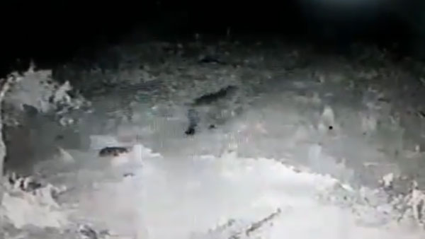 కిటికీ ఎక్కి తొంగిచూసిన చిరుత..