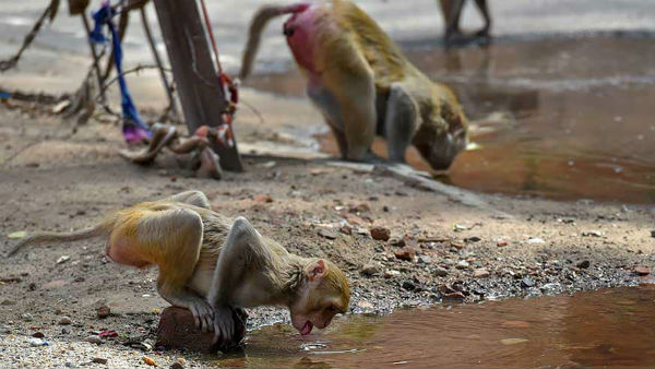 దాహం తీర్చుకోవడానికి