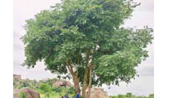 Villagers tied up a pregnant womens dead body to a tree in Nallamala forest in Kurnool district Villagers tied up a pregnant womens dead body to a tree in Nallamala forest in Kurnool district