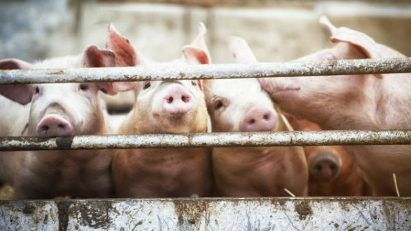 మనుషులకు సోకే లక్షణాలు..