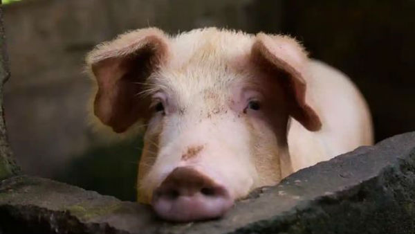 చైనా హెల్త్ కమిషన్‌కు నివేదిక..