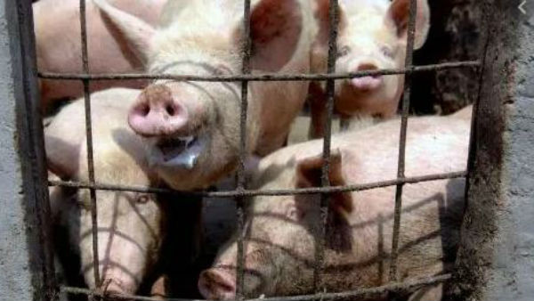  ధృవీకరించిన అమెరికా..