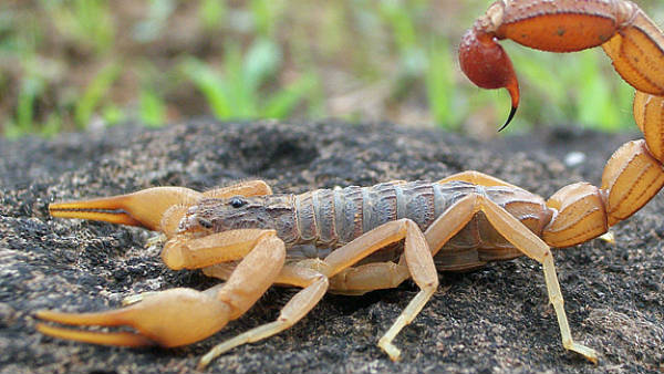 బీచ్ కనిపించే తేలు చేపలు.. ఎంతో విషపూరితమంటున్న సైంటిస్టులు..
