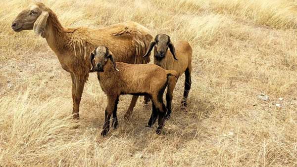 శాంతిపూజల పేరుతో 400 గొర్రెల బలి.. గ్రామానికి కరోనా రాదని నమ్మకం