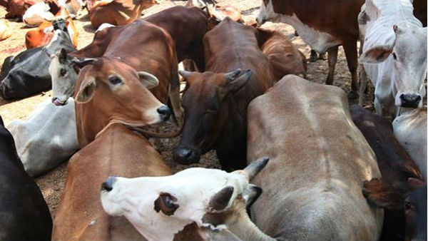 Three Bangladeshi cattle-lifters lynched in Assam Three Bangladeshi cattle-lifters lynched in Assam