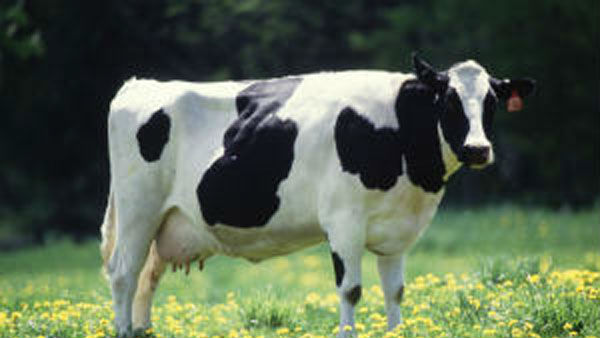 గంగిగోవు పాలు గరిటెడైనా చాలు 