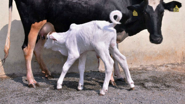 ఆవుపాలతో ఇతర ఉపయోగాలు