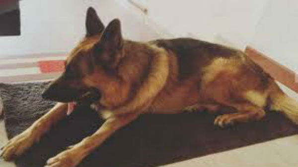  కుక్కల ఇంటింటి రామాయణం